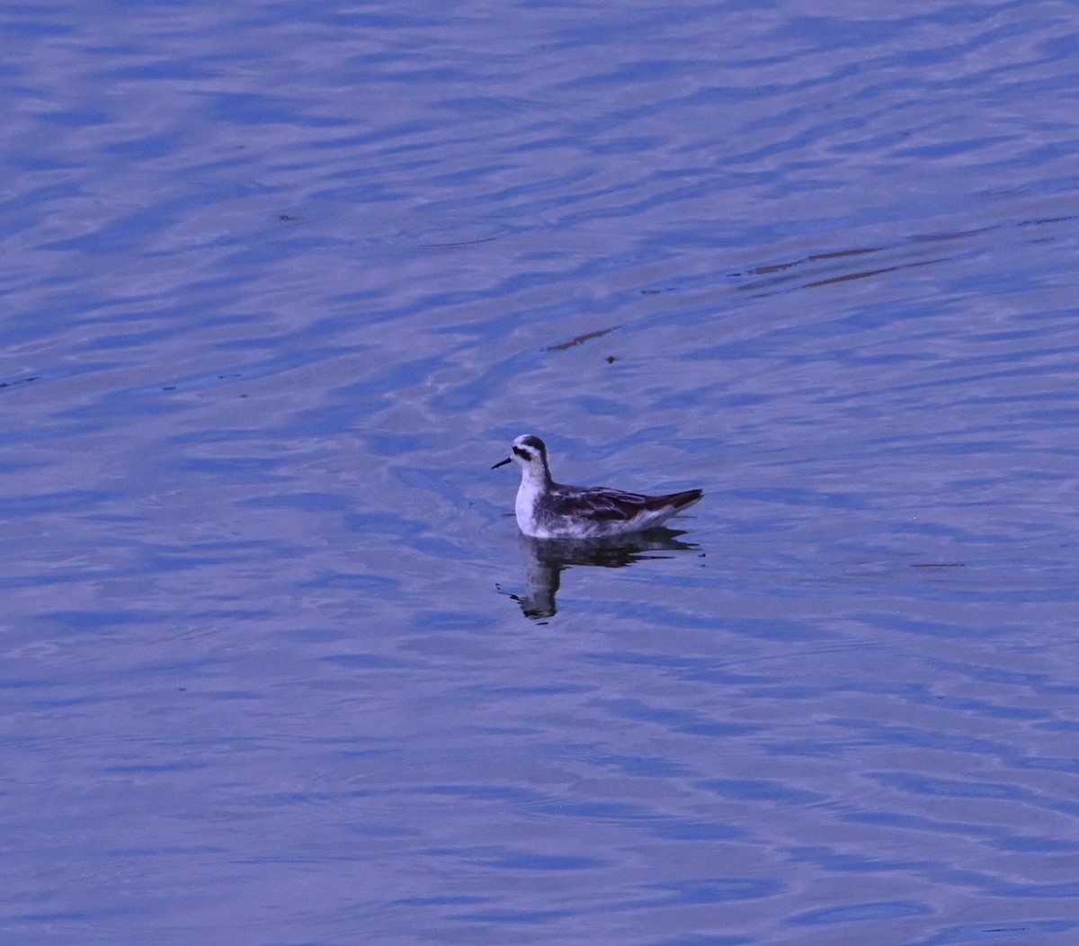 svømmesnipe - ML641158804