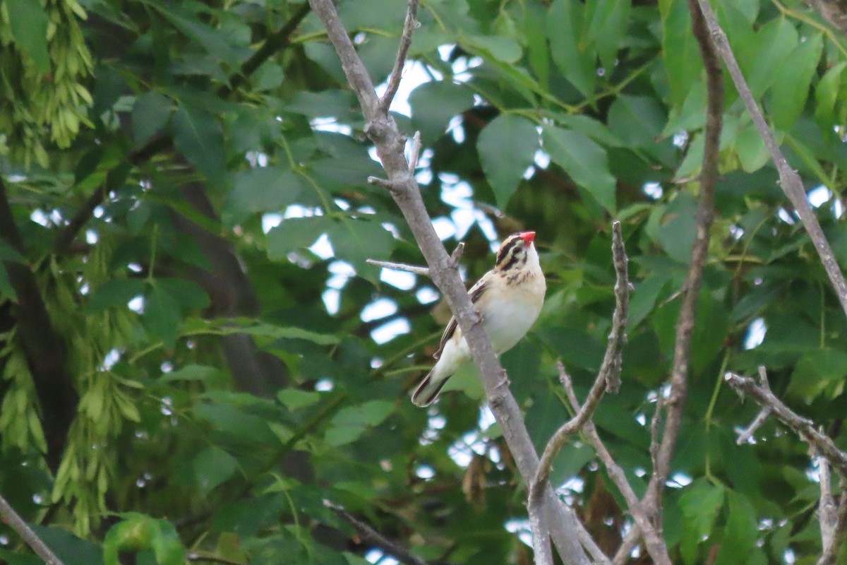 Pin-tailed Whydah - ML641158826