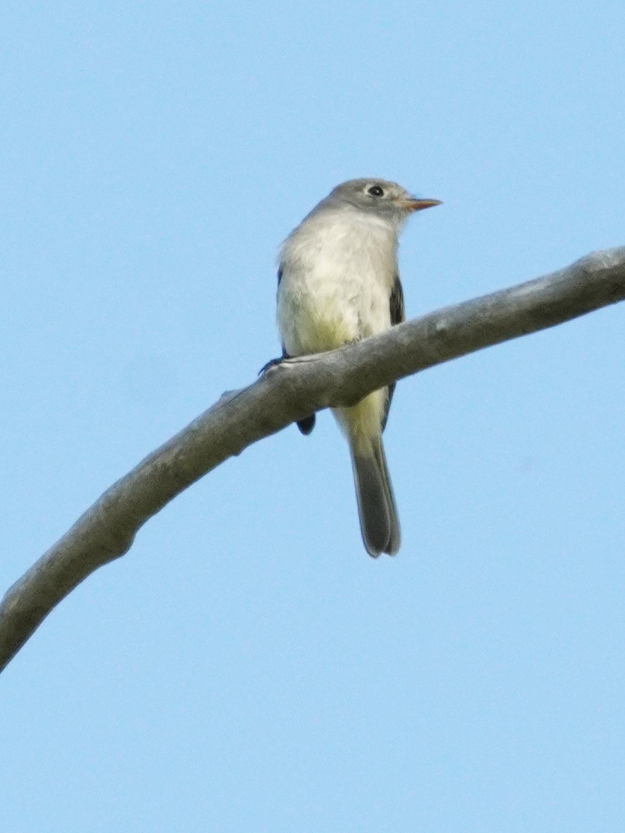 Least Flycatcher - ML641158833