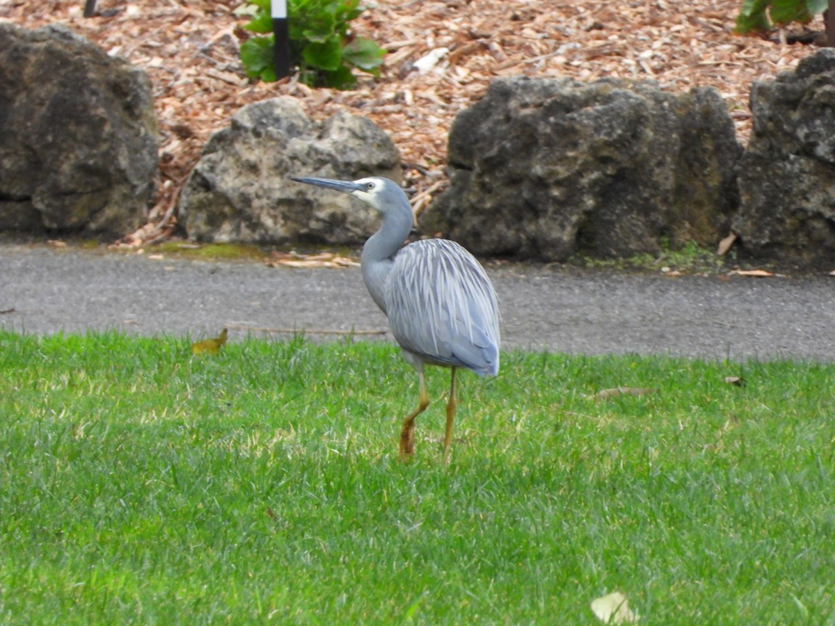White-faced Heron - ML641158835