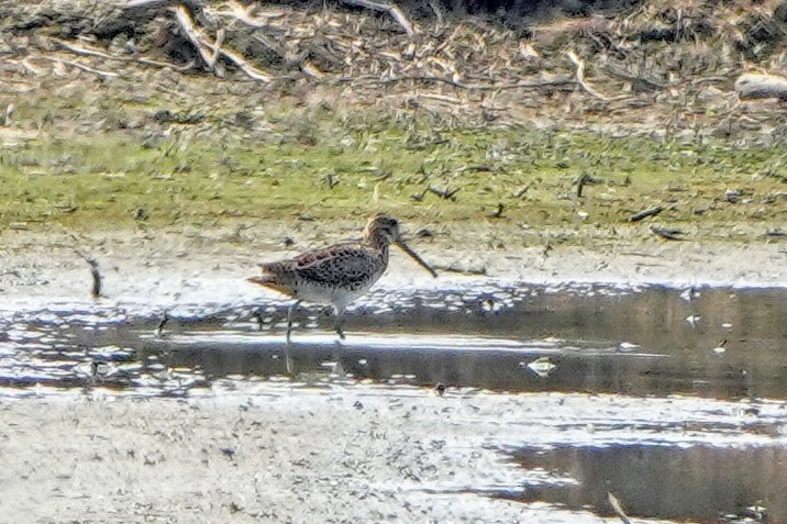 Pin-tailed Snipe - ML641158858
