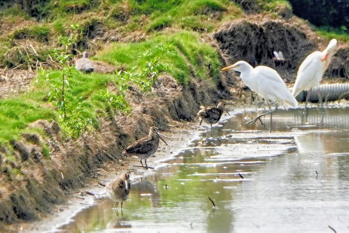 Pin-tailed Snipe - ML641158859