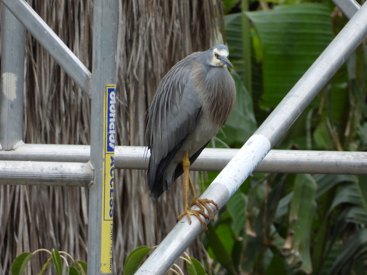 White-faced Heron - ML641158862