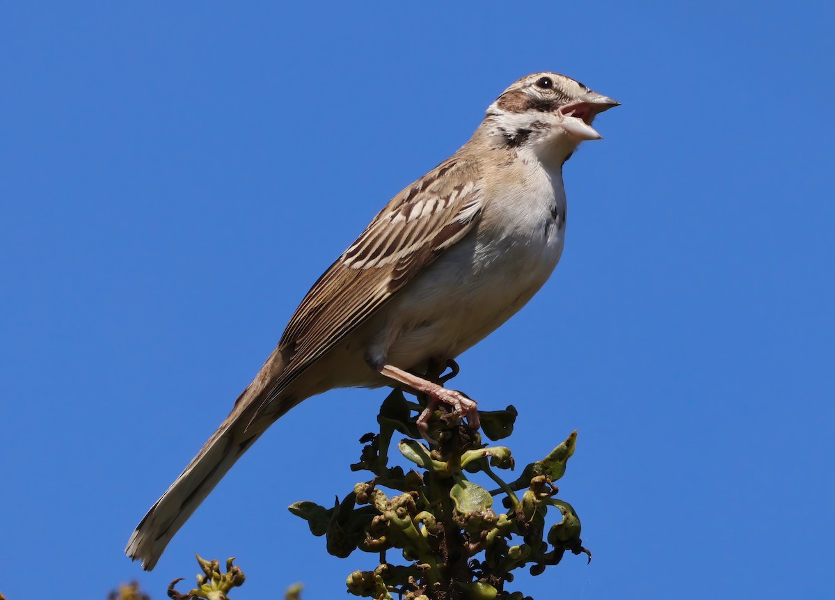 Lark Sparrow - ML641158876