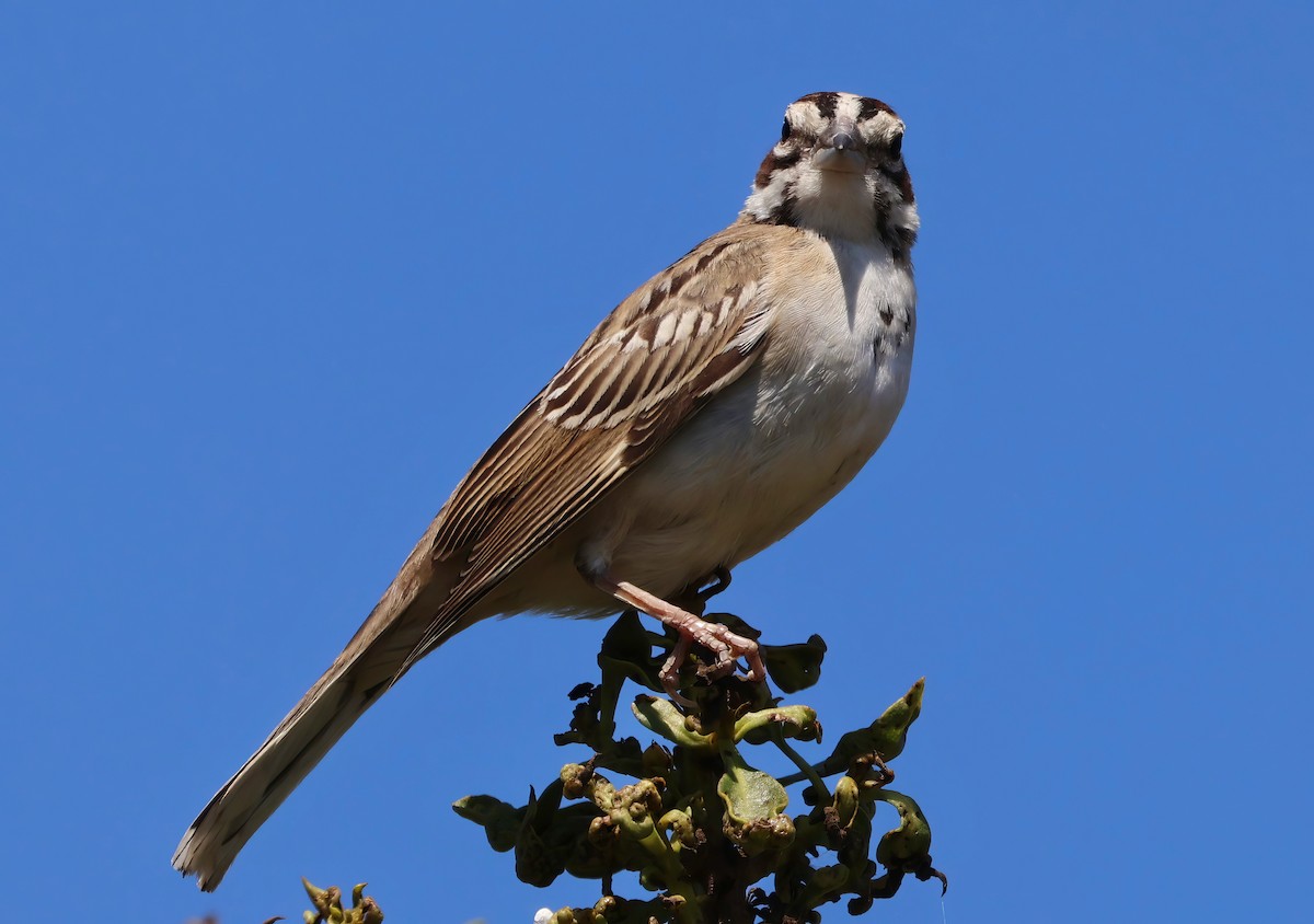 Lark Sparrow - ML641158888