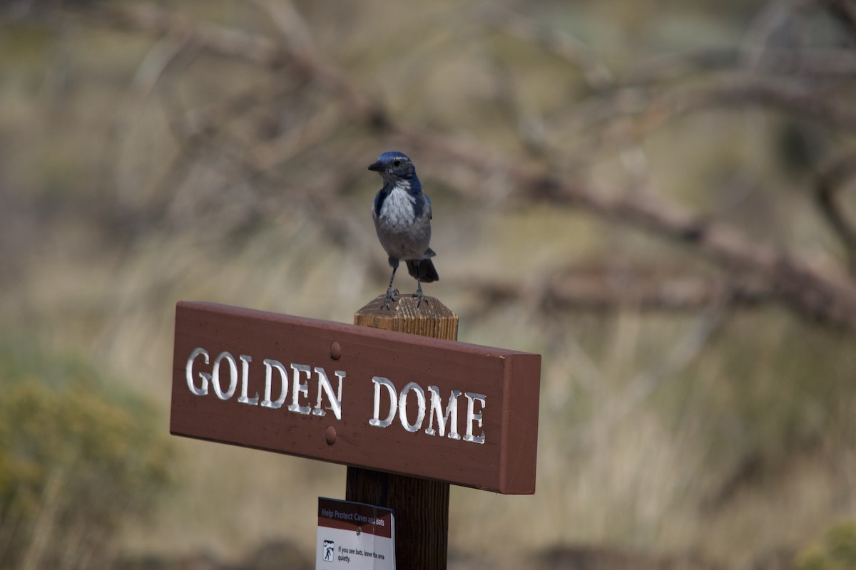 California Scrub-Jay - ML641158893
