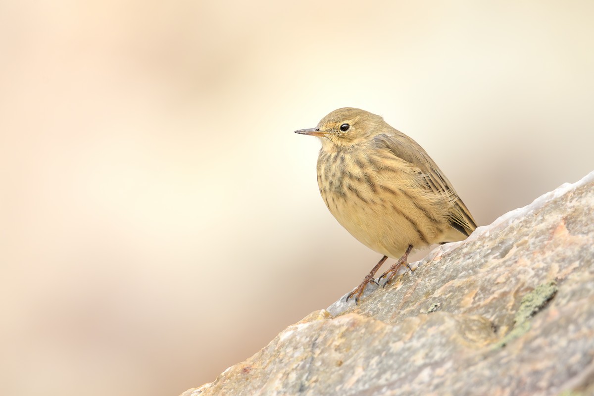 American Pipit - ML641158894