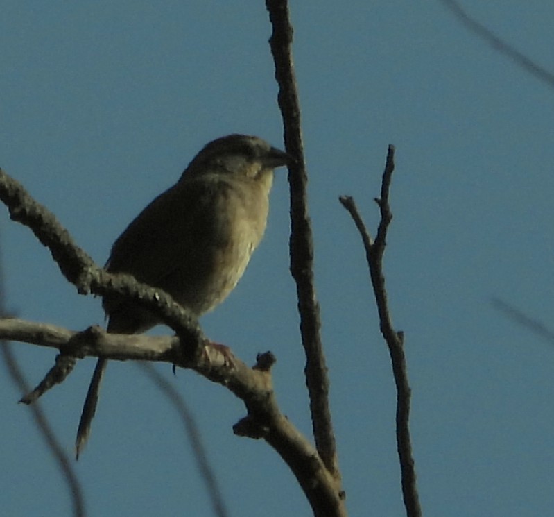 Botteri's Sparrow - ML641158903