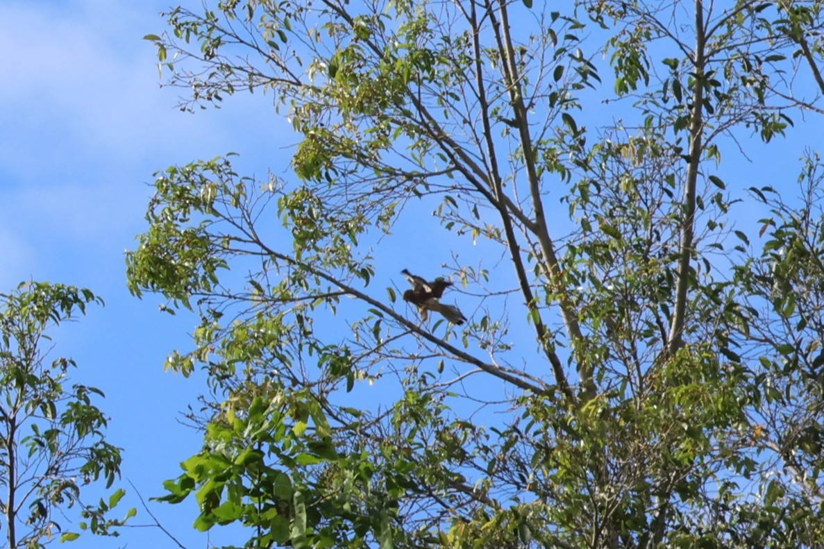 Spotted Kestrel - ML641158905