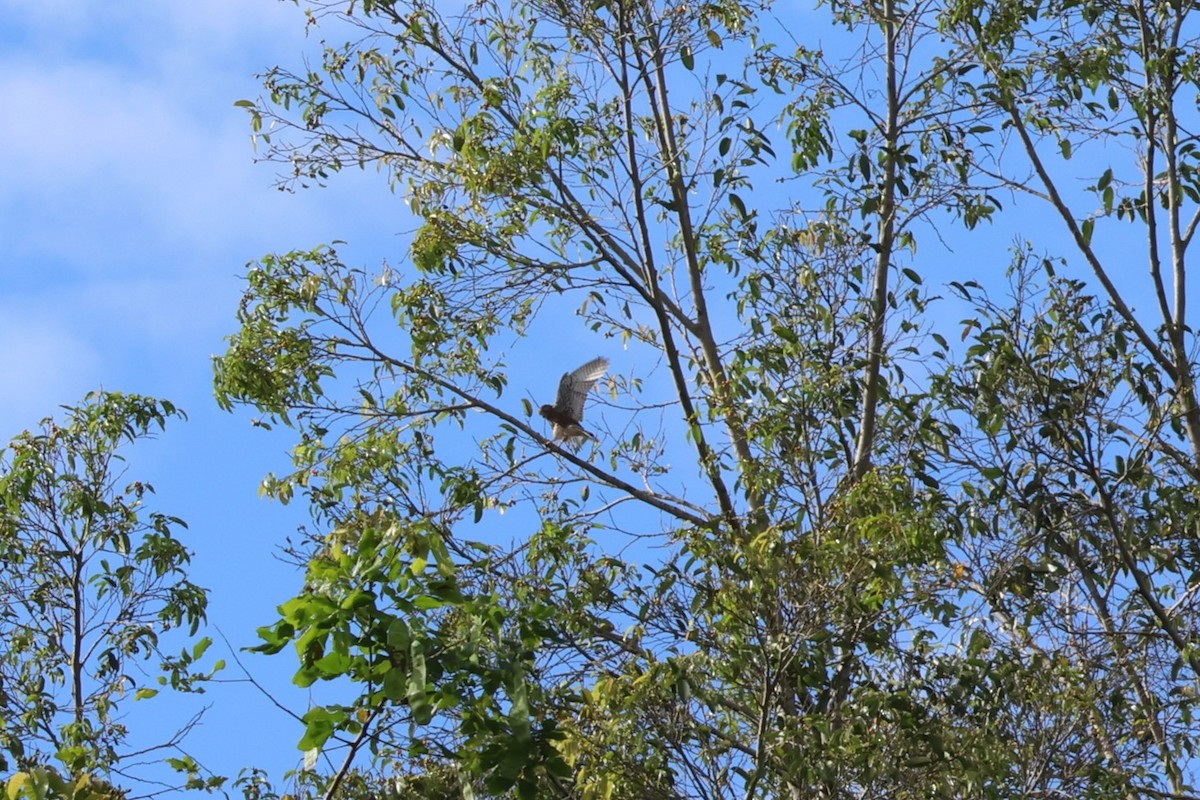 Spotted Kestrel - ML641158906