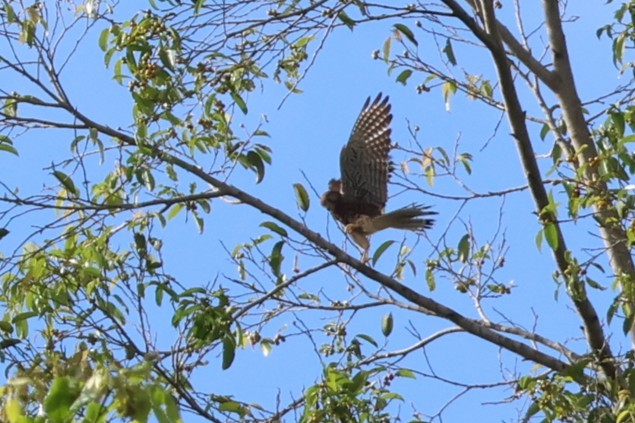 Spotted Kestrel - ML641158909
