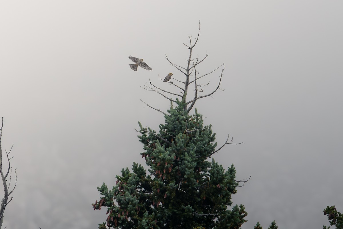 Pine Grosbeak - ML641158913