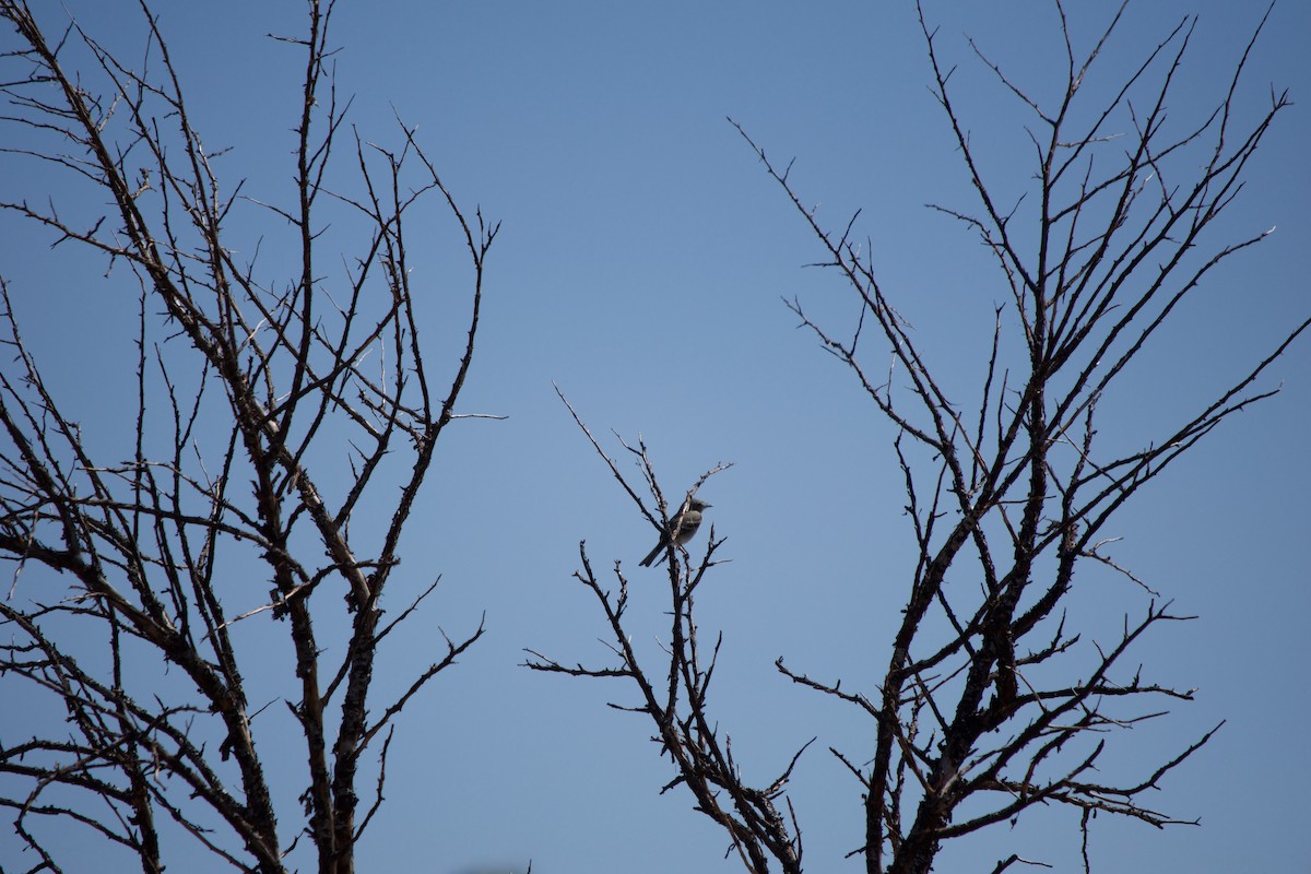 Gray Flycatcher - ML641158925