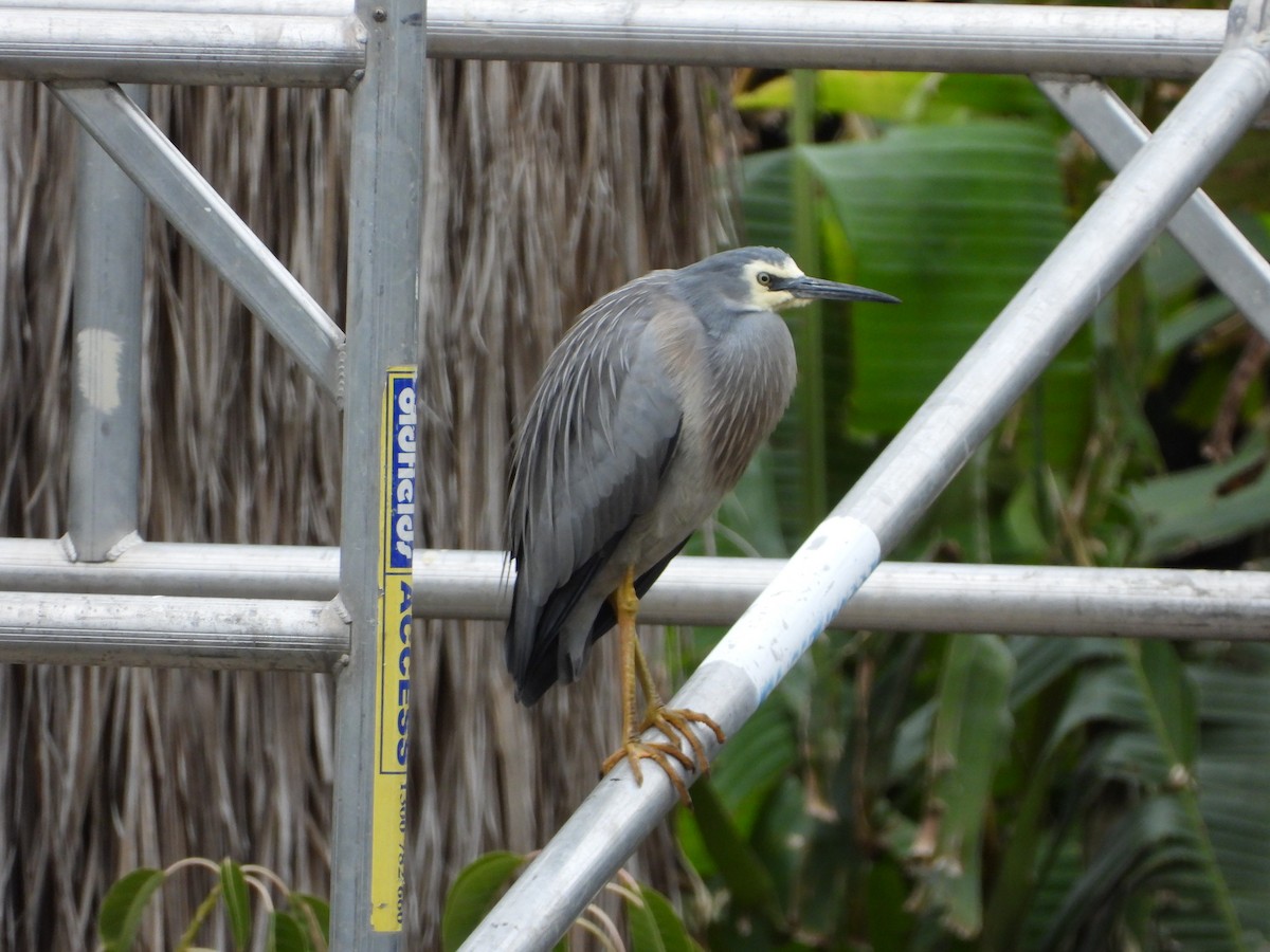 White-faced Heron - ML641158928