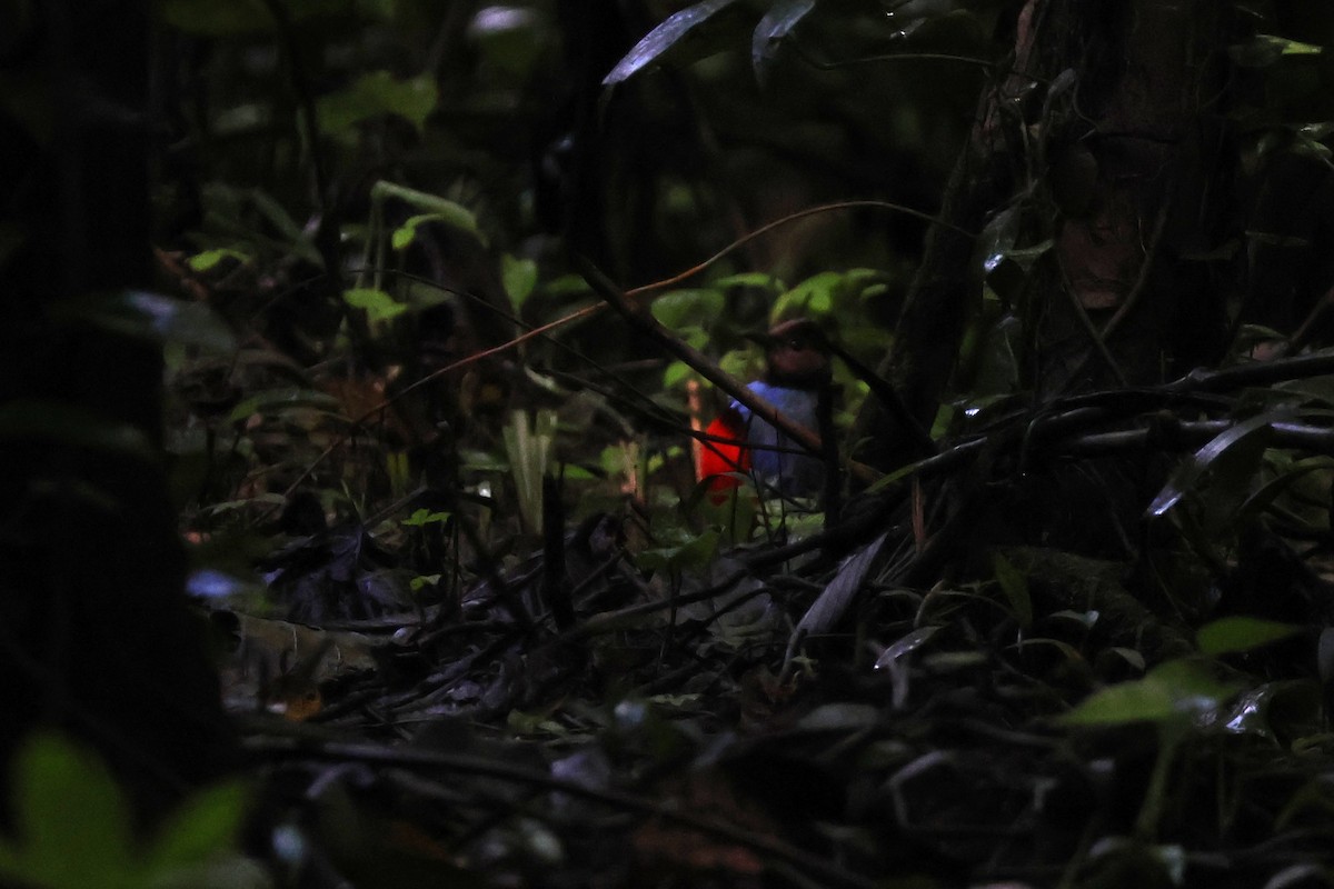 Sulawesi Pitta - ML641158936