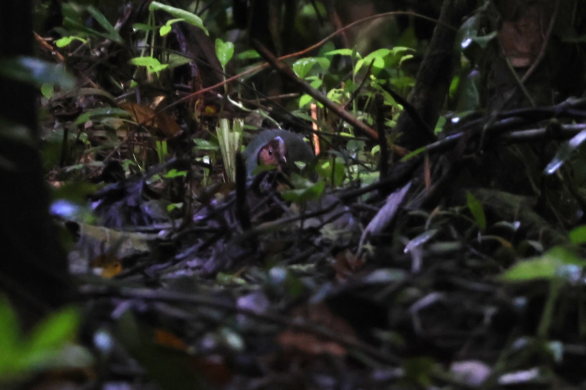 Sulawesi Pitta - ML641158937