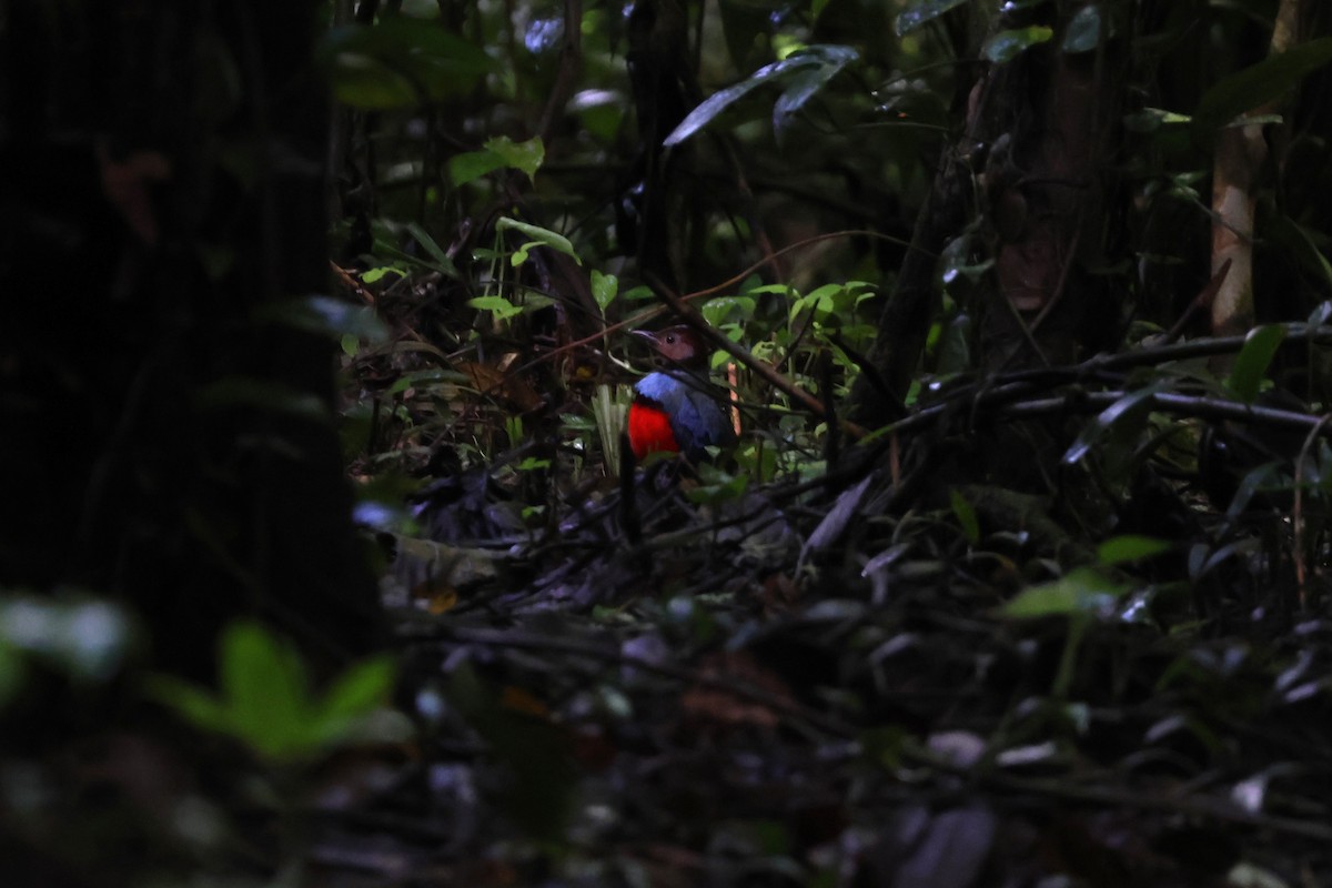 Sulawesi Pitta - ML641158939