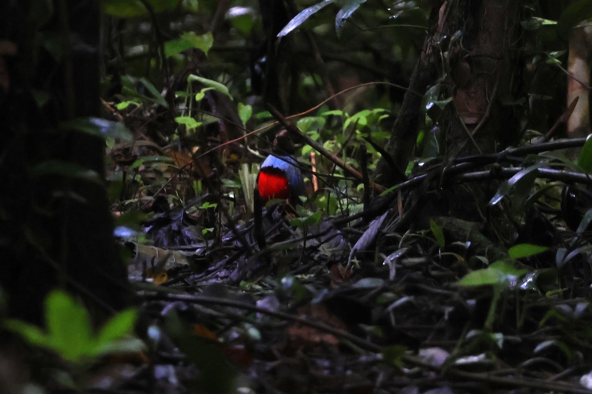 Sulawesi Pitta - ML641158940