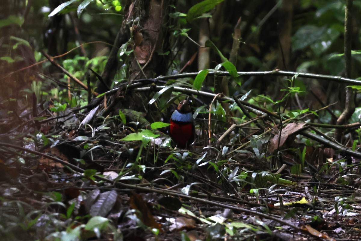 Sulawesi Pitta - ML641158942