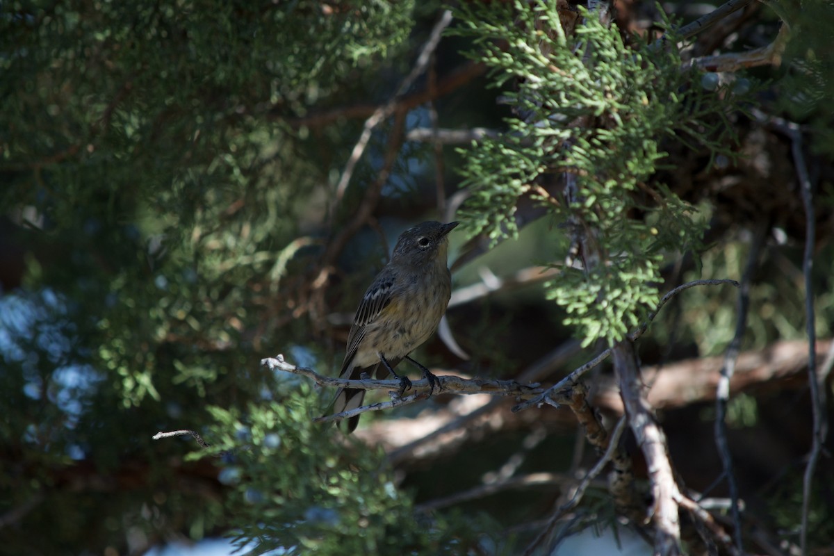 Yellow-rumped Warbler - ML641158945