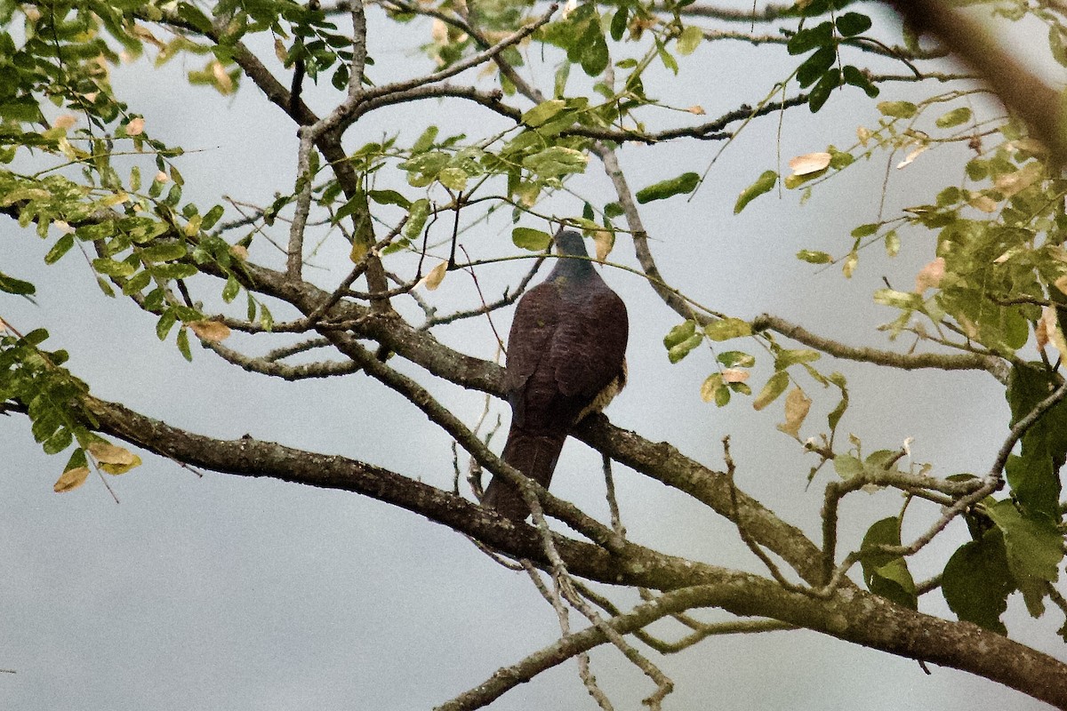 Barred Cuckoo-Dove - ML641158956
