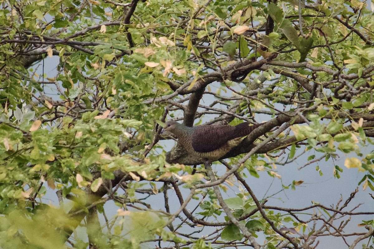 Barred Cuckoo-Dove - ML641158957