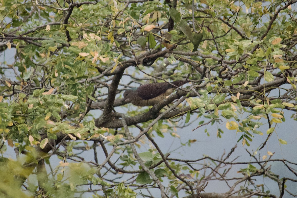 Barred Cuckoo-Dove - ML641158958