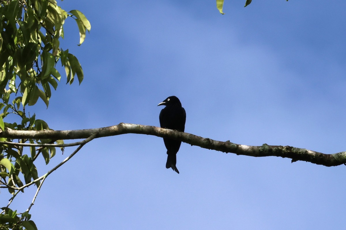 Hair-crested Drongo (White-eyed) - ML641158971
