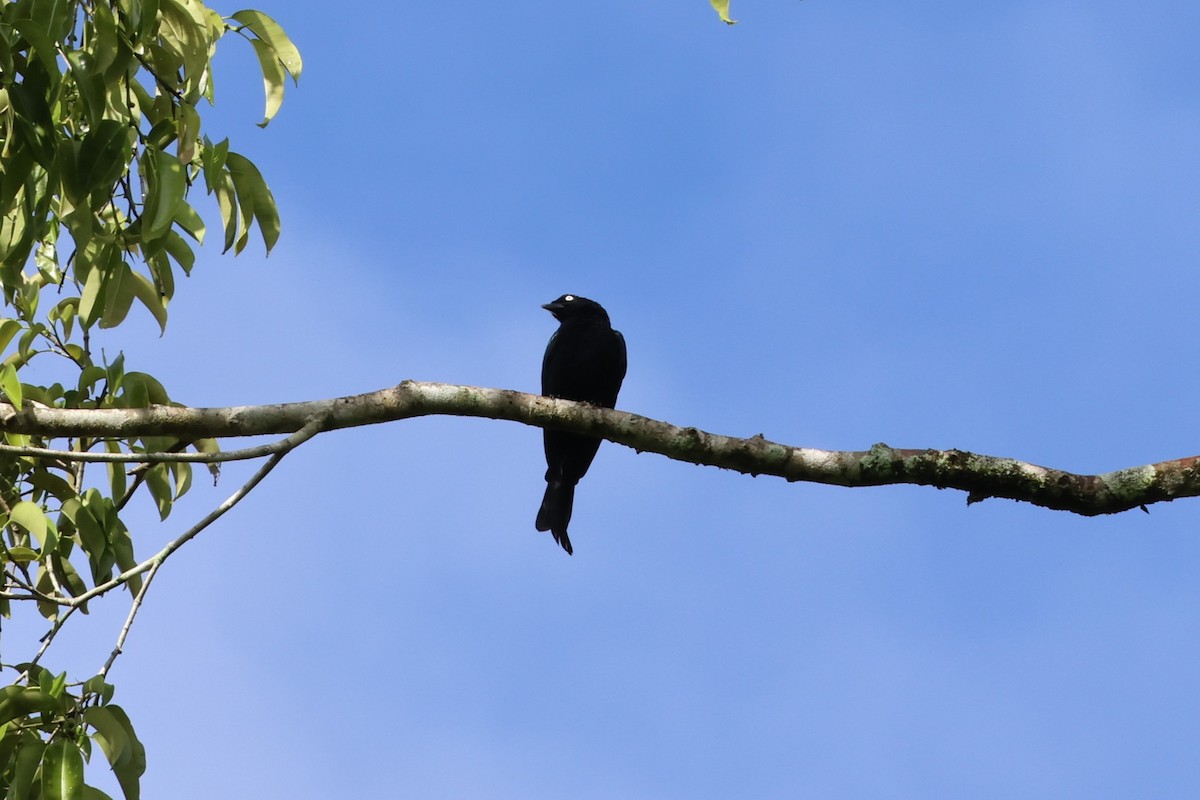 Hair-crested Drongo (White-eyed) - ML641158972