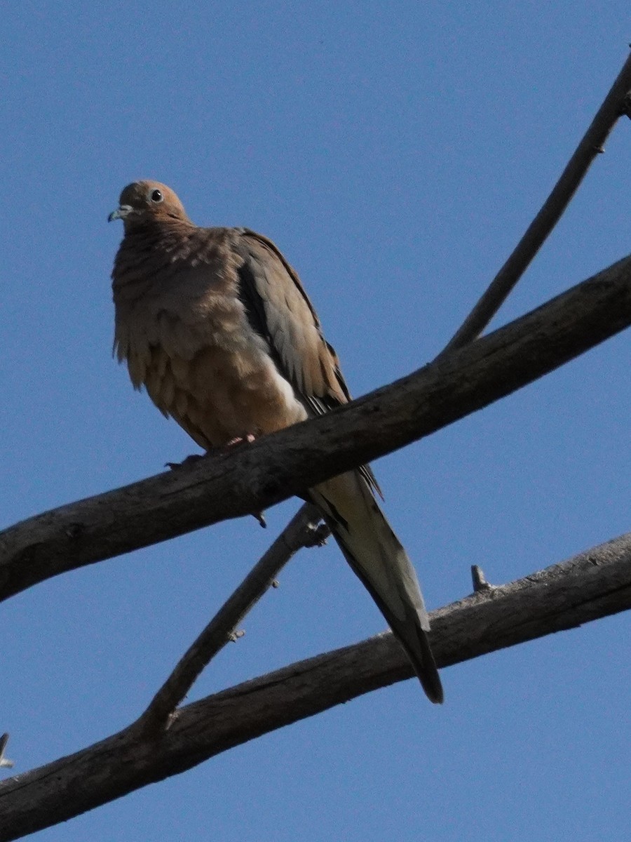 Mourning Dove - ML641158976