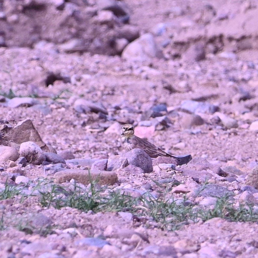 Horned Lark - ML641158980