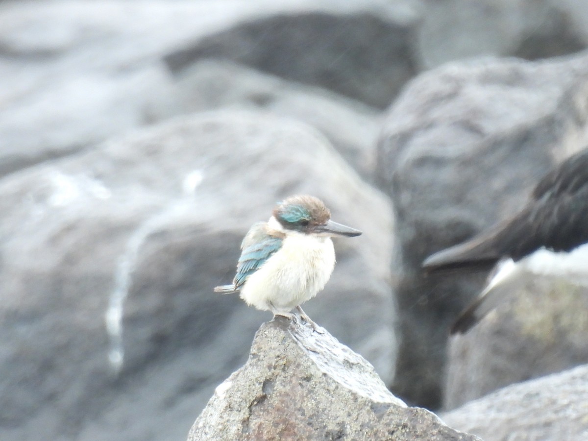 Sacred Kingfisher (Australasian) - ML641158985