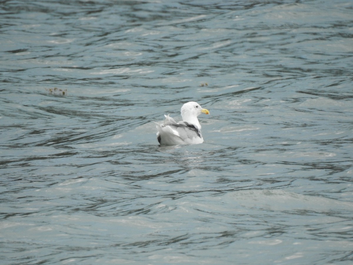 Gaviota de Bering - ML641158990