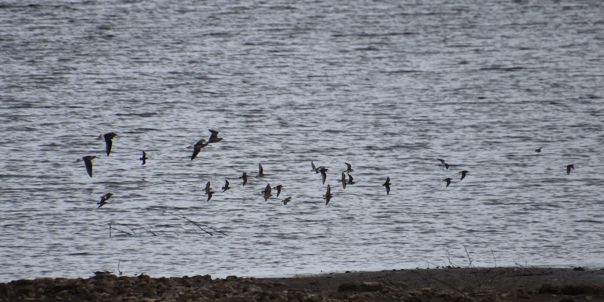 Greater Yellowlegs - ML641159011