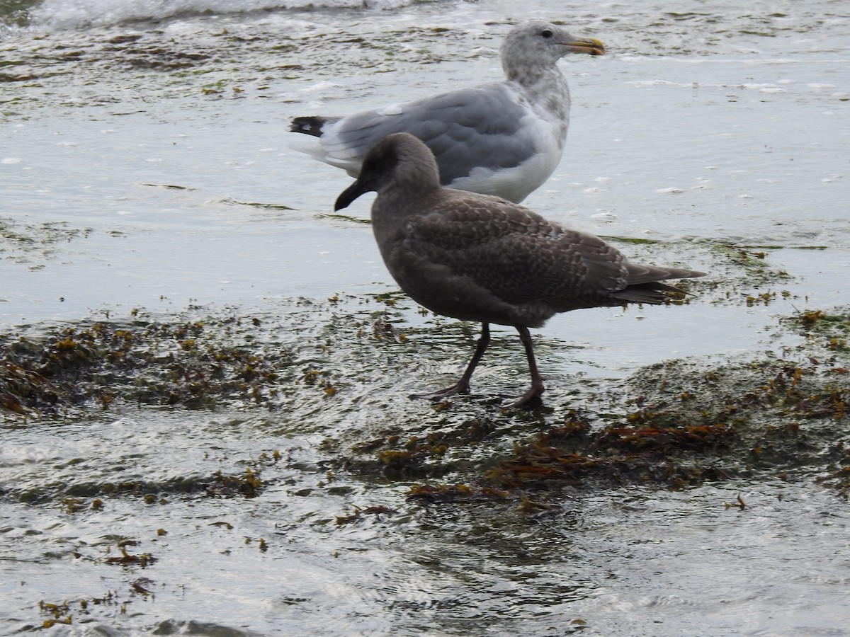 Gaviota de Bering - ML641159019