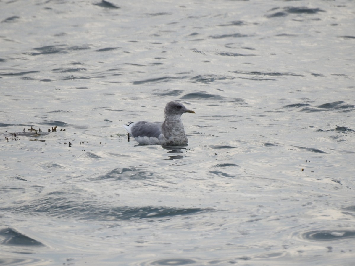 Gaviota de Alaska - ML641159052