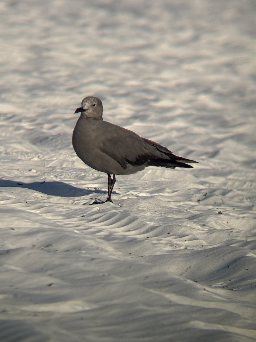 Gray Gull - ML641159073