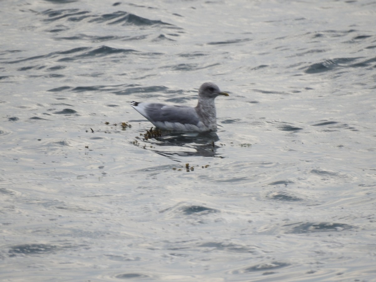 Gaviota de Alaska - ML641159080