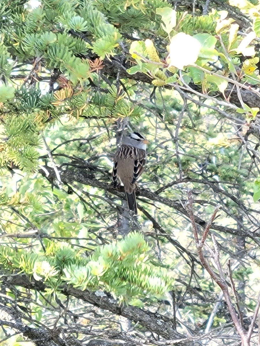 White-crowned Sparrow - ML641159085