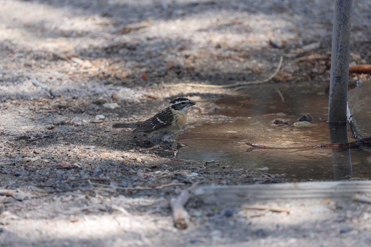 Black-headed Grosbeak - ML641159101