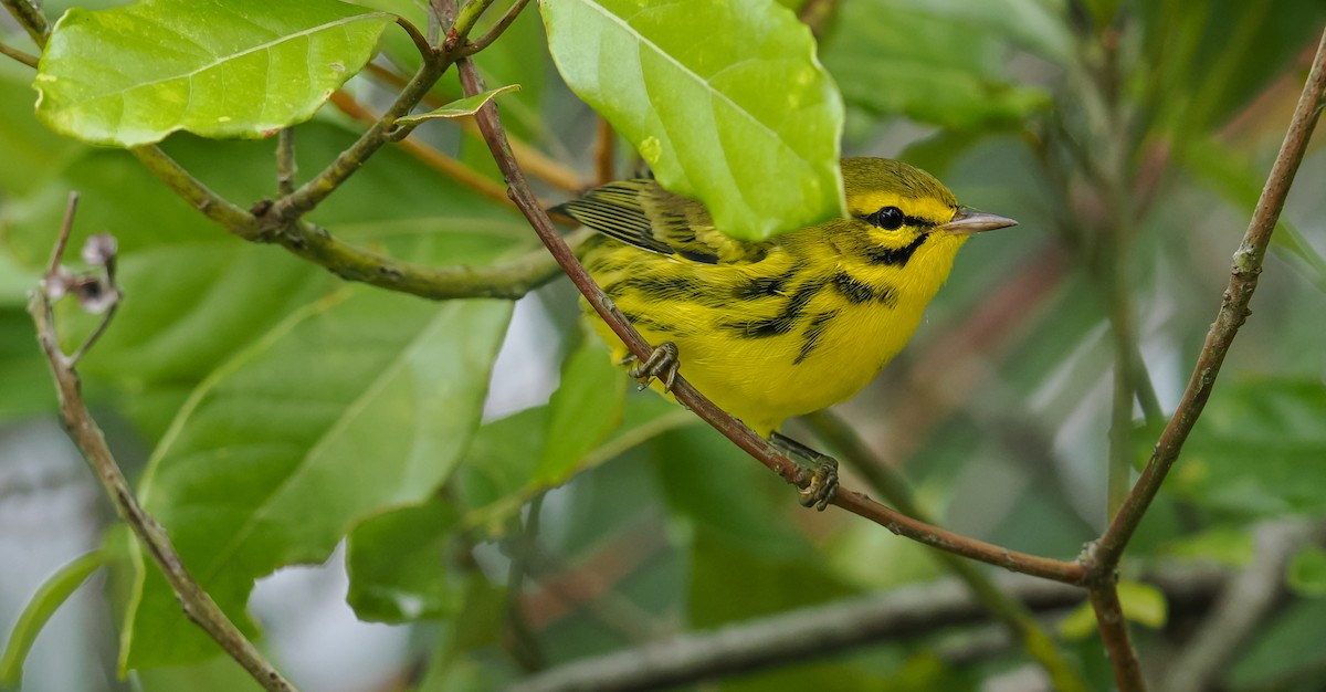 Prairie Warbler - ML641159137