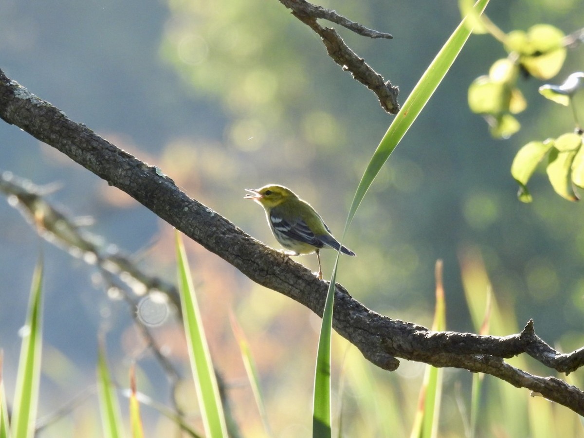 Black-throated Green Warbler - ML641159138