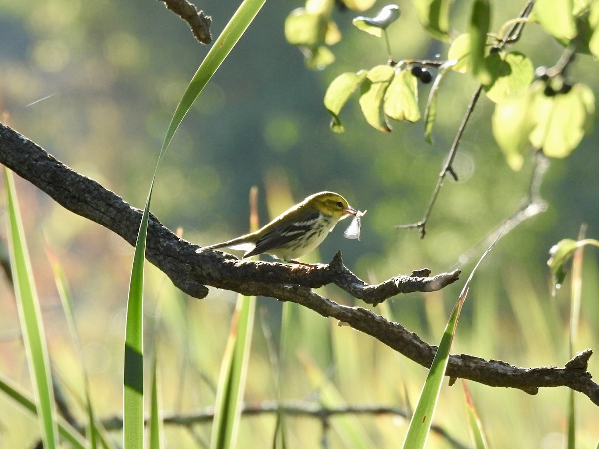 Black-throated Green Warbler - ML641159139