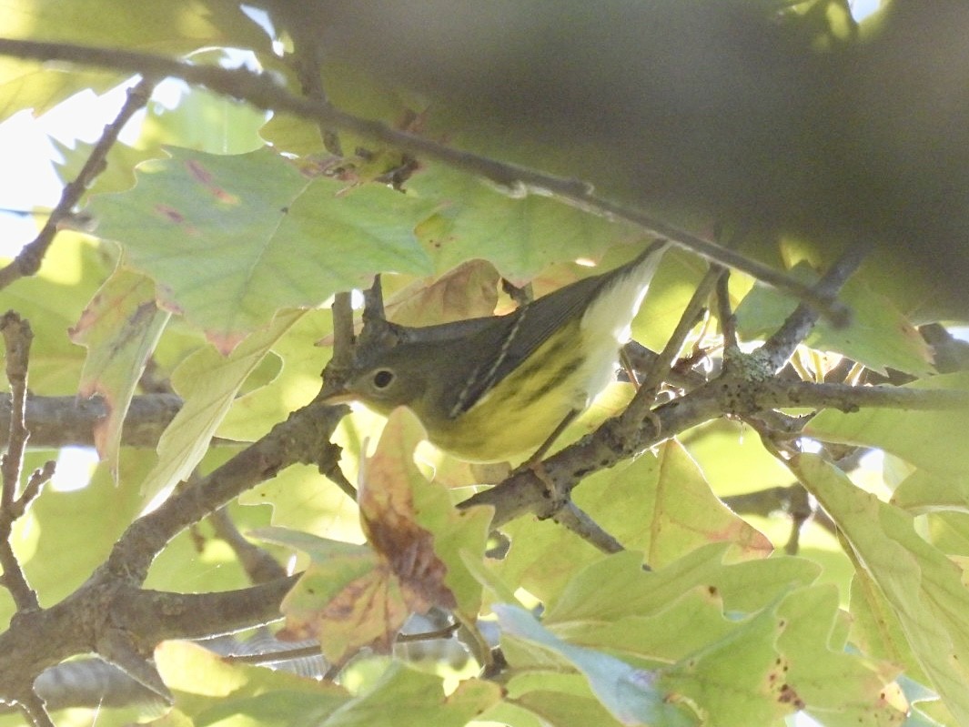 Magnolia Warbler - ML641159149