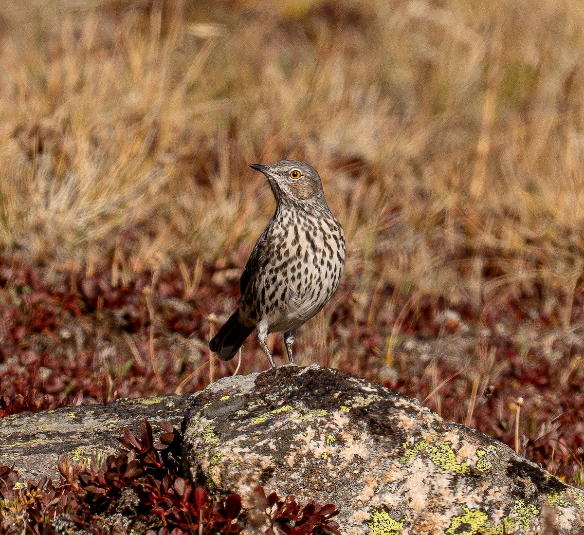 Sage Thrasher - ML641159159