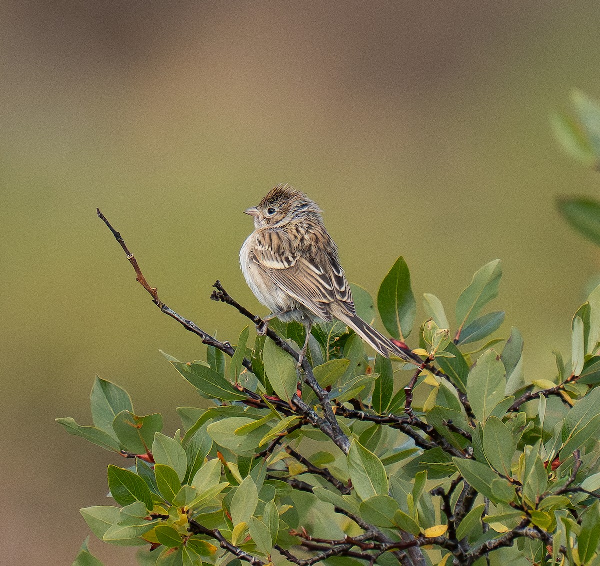 Brewer's Sparrow - ML641159164
