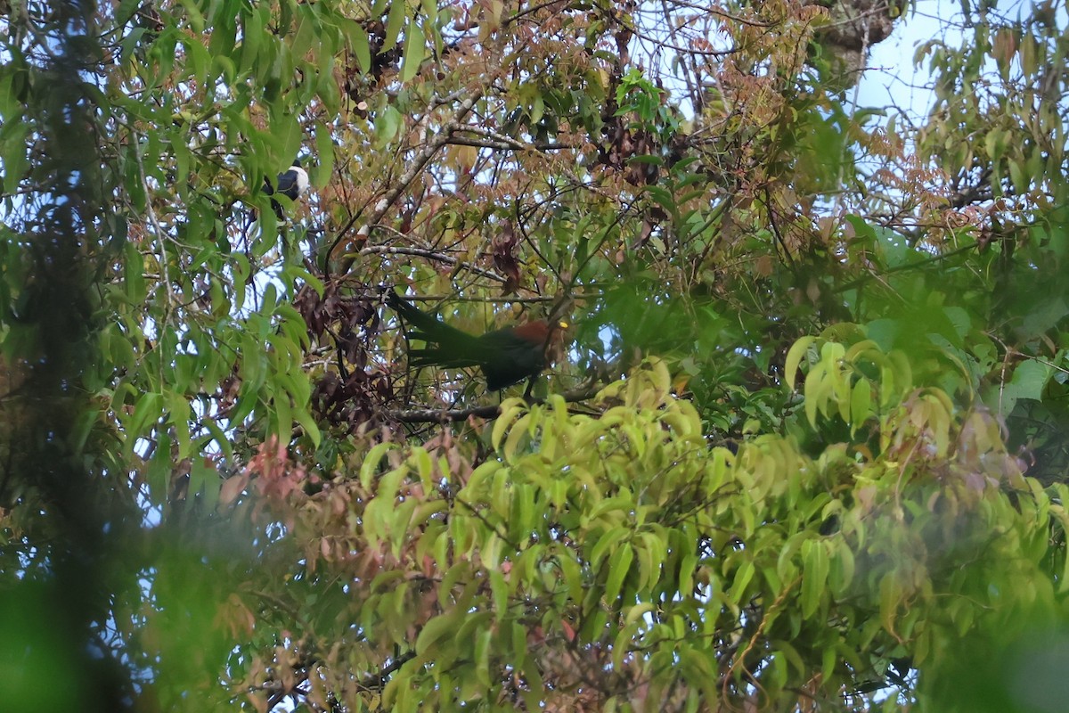 Yellow-billed Malkoha - ML641159173