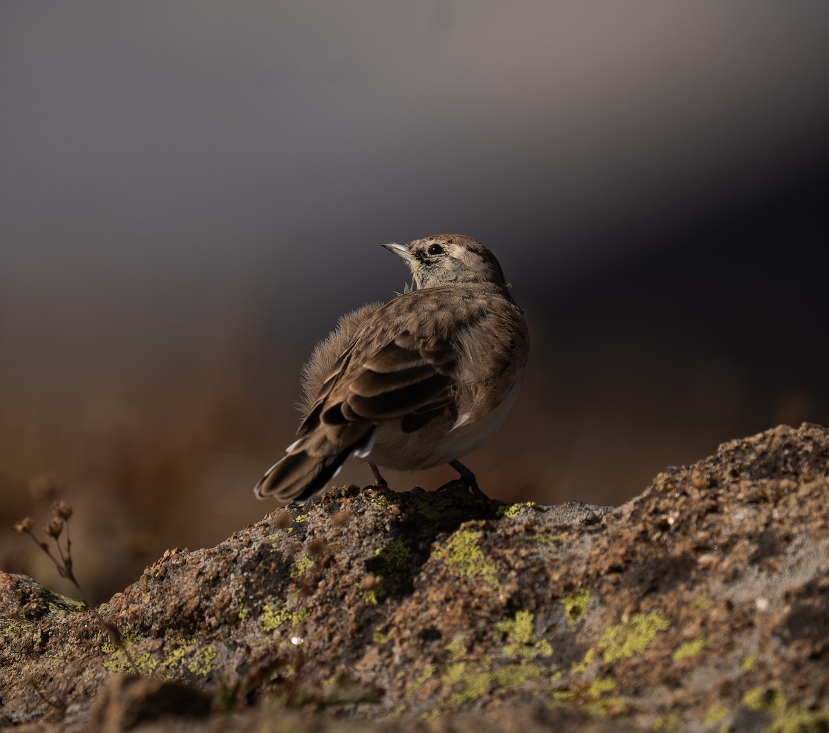 Horned Lark - ML641159181