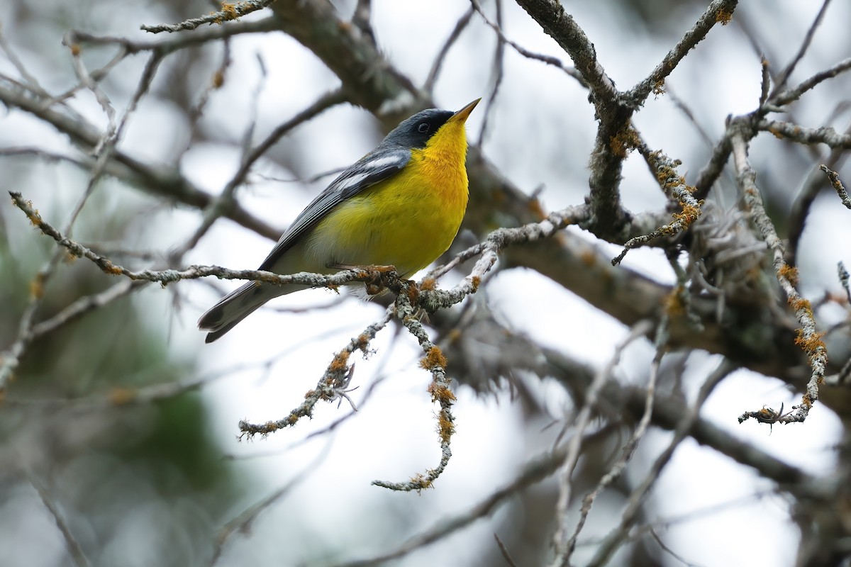Tropical Parula - ML641159186