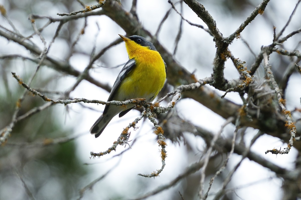 Tropical Parula - ML641159187